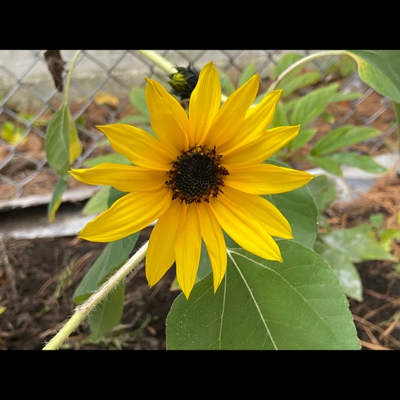 Meet your Posher, Edith - Picture 1 of 1